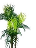 Yapay Ağaç Palmiye 3Katlı 18Yaprak 110cm