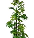 Yapay Ağaç Yelpaze Palmiye 4Katlı Fanpalm 32 Yaprak Altın Kemerli Beyaz Saksıda 170*65cm