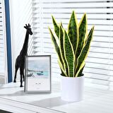 Yapay Çiçek Saksılı Yeşil Kılıç Çiçeği Dal 68cm Salon Çiçeği Beyaz Seramik Saksılı Yapay Bitki