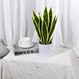 Yapay Çiçek Saksılı Yeşil Kılıç Çiçeği Dal 68cm Salon Çiçeği Beyaz Seramik Saksılı Yapay Bitki