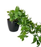 Yapay Çiçek Saksıda Sarkan Fejka Yeşil Limon Yaprağı Yapay Sarmaşık 60cm