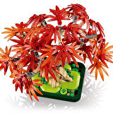 Botanicals Japon Kırmızı Akçaağaç Bonsai Ağacı 10348