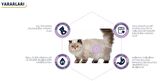 Advance Cat Sterilized Hairball Hindili Kısır Kedi Maması 1,5 Kg