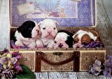 Educa 500 Parça Kutuda Köpek Yavruları Puzzle