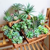 10lu Set Yapay Çiçek Kaktüs Sukulent Modelleri 10 Karışık Model Skulent