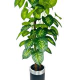 Yapay Çiçek Difenbahya Sarı Yeşil 3Katlı 160cm 54Yaprak Gümüş Kemerli Siyah Saksıda Yapay Bitki