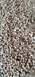 Salep yumrusu 200 adet
