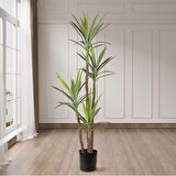 Yapay Ağaç Dracaena Ağacı 4Gövdeli 180 cm Premium Kalite