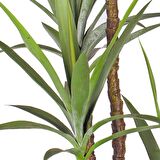 Yapay Ağaç Dracaena Ağacı 4Gövdeli 180 cm Premium Kalite
