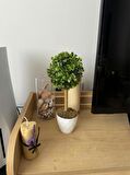Yapay Ağaç Şimşir Top Tek Toplu 12x31cm Beyaz Saksıda 
