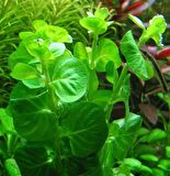 Lysimachia Nummularia Sp Green Akvaryum Bitkisi,Canlı Bitki 5 Dal