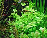 Bacopa Australis 5 Dal Akvaryum Bitkisi,Canlı Bitki