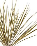 Yapay Çiçek Gold Altın Dore Grass Saz 50cm Bitki Yapay Çiçek Dekor Çiçeği Uzun Ot