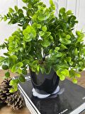 Yapay Çiçek Şimşir Eucalyptus Yapay Bitki Siyah Plastik Saksılı Dekoratif Süs Çiçeği