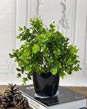 Yapay Çiçek Şimşir Eucalyptus Yapay Bitki Siyah Plastik Saksılı Dekoratif Süs Çiçeği
