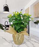Yapay Çiçek Keten Saksıda Okaliptus Yeşil 12Dal 40cm Salon Çiçeği Yapay Bitki
