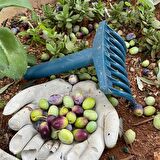 ZEYTİN TIRMIĞI + ZEYTİN DİLME APARATI + 5x10 ZEYTİN SERGENİ JÜT ZEYTİN TOPLAMA TARAĞI TABAN ÖRTÜSÜ ZEYTİN ÇİZME ALETİ
