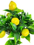 Yapay Çiçek Beyaz Saksıda Limon Dekoratif Masa Çiçeği 25cm