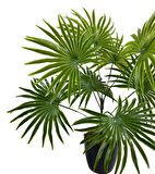 Yapay Çiçek Yelpaze Palmiye 8 Dal 50*40cm Salon Çiçeği Plastik Siyah Saksılı Yapay Bitki