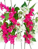 Yapay Çiçek 6Dal Mix Begonvil Çiçeği Fuşya Beyaz 80cm Tek Dal Bodrum Çiçeği Sarkan Çiçek