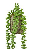Yapay Çiçek Kütük Saksıda Sarkan String 3 Dallı 55cm Sarkan Çiçek