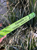 Ayurvedıc Citronella Tütsü