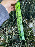 Ayurvedıc Citronella Tütsü