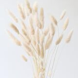 Kuru Çiçek Doğal Krem Natural Pamuk Otu 20gram 1. Kalite Şoklanmış Bozulmaz