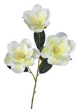 Yapay Çiçek Krem Manolya Islak Doku 3 Kafalı Uzun Dal Çiçek Flowers 80cm