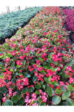 Yağlı Begonya Çiçeği Begonia Thurstonii 10-20 Cm
