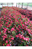Yağlı Begonya Çiçeği Begonia Thurstonii 10-20 Cm
