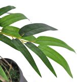 Yapay Ağaç Bambu Ağacı 2 Gövdeli Salex li 90x30cm Siyah Plastik Saksılı