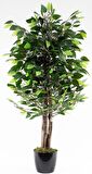 Yapay Ağaç Benjamin Yeşil 2 Gövdeli 110*70cm Siyah Plastik Saksılı