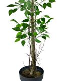 Yapay Limon Ağacı 130cm 8 Limonlu Doğal Görünümlü Siyah Plastik Saksılı Yapay Ağaç