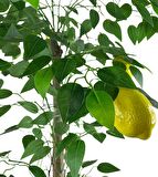 Yapay Limon Ağacı 130cm 8 Limonlu Doğal Görünümlü Siyah Plastik Saksılı Yapay Ağaç