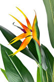 Yapay Ağaç Starliçe 160cm Horoz İbiği Çiçekli Bird of Paradise Artificial Plants