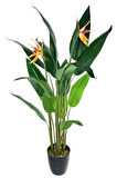 Yapay Ağaç Starliçe 160cm Horoz İbiği Çiçekli Bird of Paradise Artificial Plants