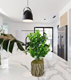 Yapay Çiçek Doğal Kütük Odun Saksıda Jumbo Şimşir Okaliptus Masa Çiçeği