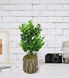 Yapay Çiçek Doğal Kütük Odun Saksıda Jumbo Şimşir Okaliptus Masa Çiçeği