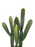 Yapay Çiçek Kaktüs Ağacı 3Köşeli 3Boy Siyah Saksıda 70*30cm sk4020