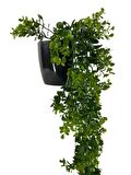 Yapay Çiçek Saksıda Sarkan Şimşir Okaliptus Yapay Sarmaşık 60cm