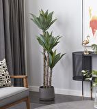 Yapay Ağaç Agave Ağacı 3Gövdeli 160 cm Premium Kalite