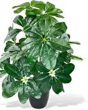 Yapay Çiçek Saksıda Şeflera Bitkisi 18Dal 75cm Salon Çiçeği Yapay Bitki Pachira Macrocarpa