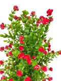 Yapay Çiçek Siyah Saksıda Kırmızı Mineli Şimşir Ağacı 55cm