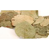 BenimAktar Ayva Yaprağı 1 Kg