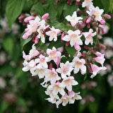 "Tüplü 2 Yaşında Abelya Güzellik Çalısı (Abelia x grandiflora) - Bahçeniz İçin Zarif ve Dayanıklı"