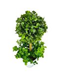 Yapay Ağaç Şimşir Top Tek Toplu Şimşirli 12x31cm Beyaz Saksıda 