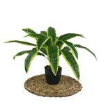 Yapay Çiçek Masengena Sansevieria 12 Dal 40*50cm Salon Çiçeği Plastik Siyah Saksılı Yapay Bitki