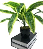 Yapay Çiçek Masengena Sansevieria 12 Dal 40*50cm Salon Çiçeği Plastik Siyah Saksılı Yapay Bitki