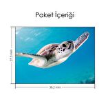Yüzen Yavru Caretta Notebook Sticker, Laptop sticker,, Hp Sticker, Asus Sticker, 15.6 inç Sticker